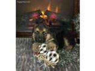German Shepherd Dog Puppy for sale in Elkton, KY, USA