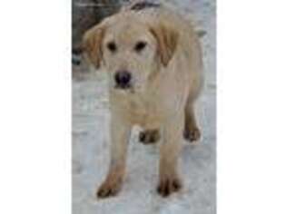 Labrador Retriever Puppy for sale in Highmore, SD, USA