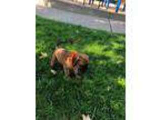 Mastiff Puppy for sale in Rescue, CA, USA