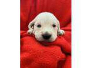 Mutt Puppy for sale in Demotte, IN, USA