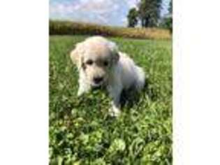 Mutt Puppy for sale in Hopewell, PA, USA