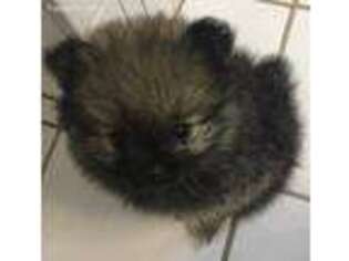 Pomeranian Puppy for sale in Dacula, GA, USA