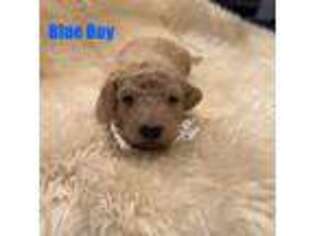 Goldendoodle Puppy for sale in Spring Lake, NC, USA