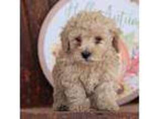 Goldendoodle Puppy for sale in Durant, OK, USA