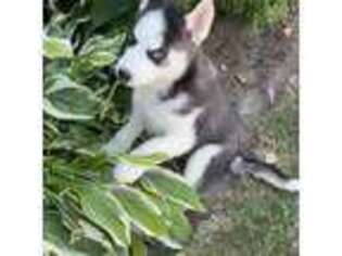 Siberian Husky Puppy for sale in Valley Stream, NY, USA