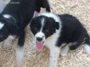 Border Collie Puppy for sale in Dundee, NY, USA
