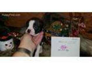 Boston Terrier Puppy for sale in Navarre, OH, USA