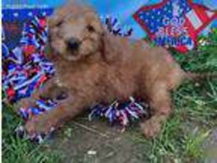 Goldendoodle Puppy for sale in Conowingo, MD, USA