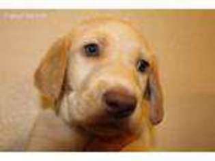 Labrador Retriever Puppy for sale in Colorado Springs, CO, USA