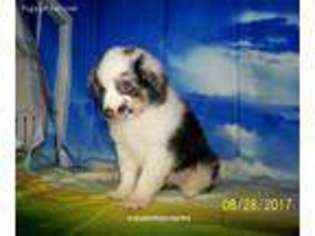 Miniature Australian Shepherd Puppy for sale in Hico, TX, USA