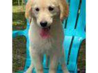 Golden Retriever Puppy for sale in Homosassa, FL, USA