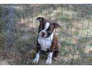 Boston Terrier Puppy for sale in Odon, IN, USA