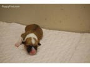 Pembroke Welsh Corgi Puppy for sale in Jackson, GA, USA