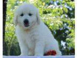 Golden Retriever Puppy for sale in Dunnville, KY, USA