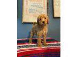 Goldendoodle Puppy for sale in Sevierville, TN, USA