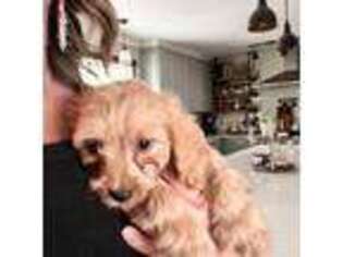 Cavapoo Puppy for sale in Bend, OR, USA