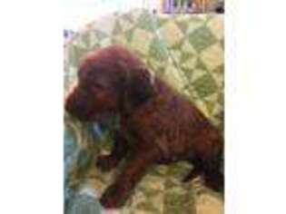Irish Setter Puppy for sale in Kingwood, WV, USA