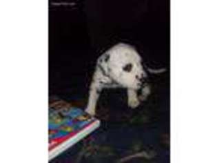 Dalmatian Puppy for sale in Dudley, NC, USA