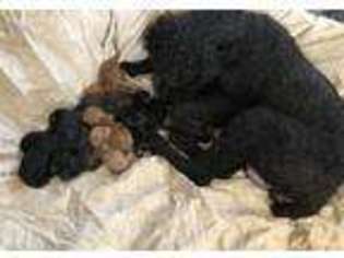 Mutt Puppy for sale in Oneill, NE, USA