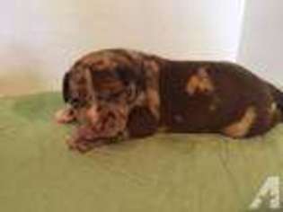 Mastiff Puppy for sale in FOLEY, MO, USA