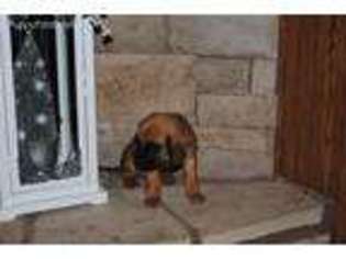 Bloodhound Puppy for sale in Harlan, KY, USA