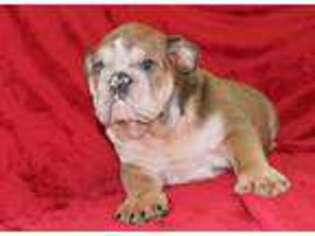 Bulldog Puppy for sale in O Brien, FL, USA