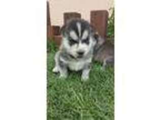 Siberian Husky Puppy for sale in Lakewood, CA, USA