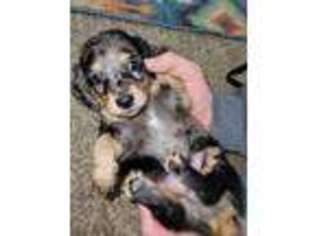 Dachshund Puppy for sale in Severance, CO, USA