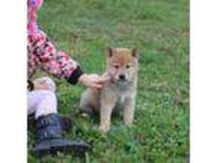 Shiba Inu Puppy for sale in New Bloomfield, PA, USA