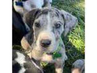 Great Dane Puppy for sale in Port Hueneme, CA, USA
