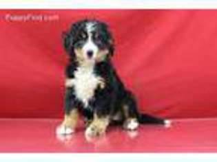 Bernese Mountain Dog Puppy for sale in Spotsylvania, VA, USA