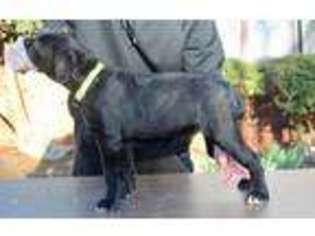 Cane Corso Puppy for sale in Morganton, NC, USA