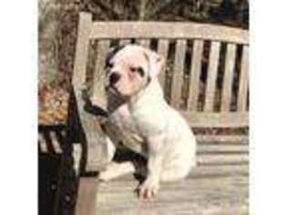 American Bulldog Puppy for sale in West Greenwich, RI, USA