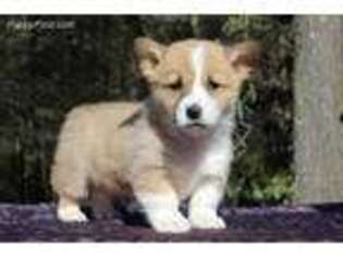 Cardigan Welsh Corgi Puppy for sale in Allenwood, PA, USA