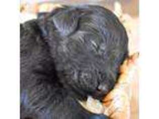 Mutt Puppy for sale in Ogden, UT, USA