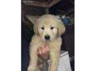 Golden Retriever Puppy for sale in Wheaton, MO, USA