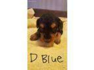Airedale Terrier Puppy for sale in Gracey, KY, USA