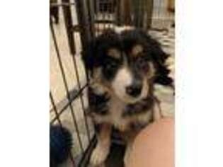 Border Collie Puppy for sale in Port Orange, FL, USA