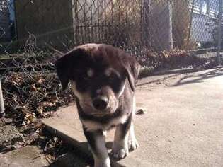 Labrador Retriever Puppy for sale in Fairhaven, MA, USA