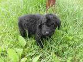 Labradoodle Puppy for sale in Auxvasse, MO, USA