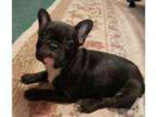 French Bulldog Puppy for sale in BRUIN, KY, USA