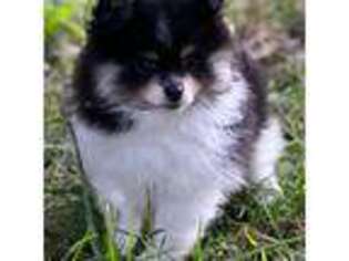 Pomeranian Puppy for sale in Taylorsville, KY, USA