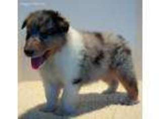 Collie Puppy for sale in Kimbolton, OH, USA
