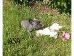 French Bulldog Puppy for sale in Hudson, SD, USA