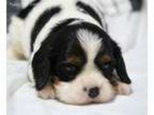 Cavalier King Charles Spaniel Puppy for sale in Resaca, GA, USA