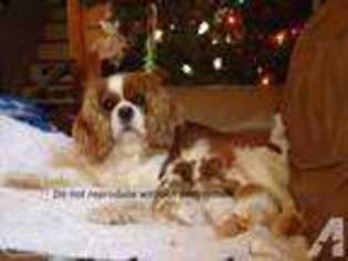Cavalier King Charles Spaniel Puppy for sale in ANDERSON, SC, USA
