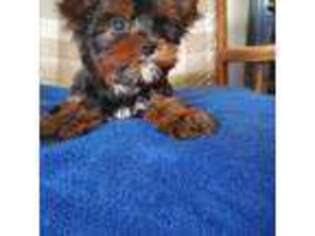 Yorkshire Terrier Puppy for sale in New Haven, CT, USA