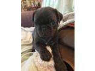 Pug Puppy for sale in Akron, CO, USA