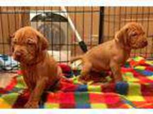 Vizsla Puppy for sale in Kaysville, UT, USA