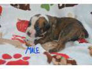 Boxer Puppy for sale in Barnard, MO, USA